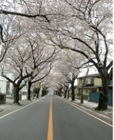 新京成（写真）